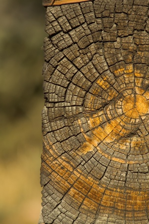 Old log end with growth rings and cahracter from log cabinの写真素材