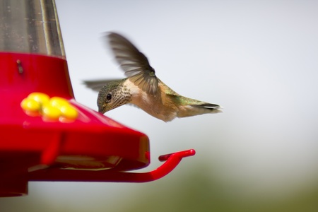 Beautiful Caliope Hummingbird in stationary flightの写真素材