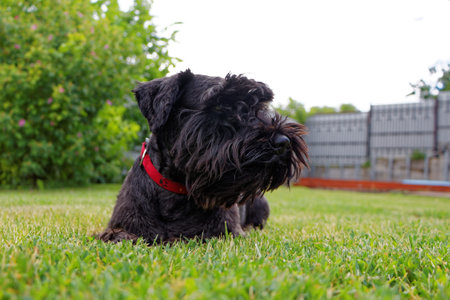young dog lying on the grass