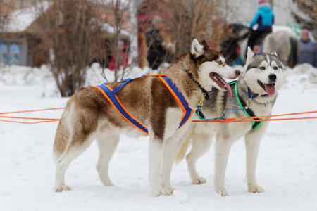 two dogs in harness