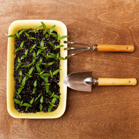 Little Green Sprouts and Small Gardening Tools  on Woody Background