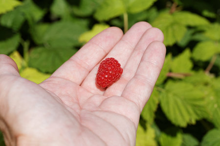 One ripe red raspberries in a hand on a background of foliage