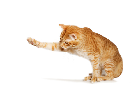 Ginger cat stretches out his paw isolated on whiteの写真素材