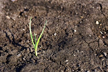 Young small green sprout on an empty bare ground