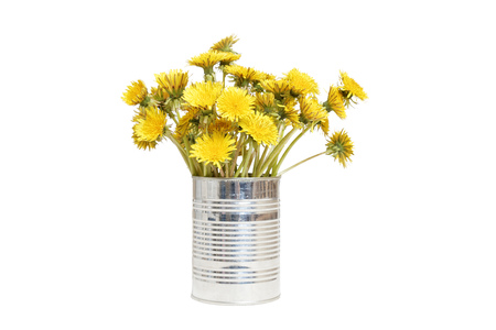 Yellow dandelions in a tin isolated on white. Front view.の写真素材