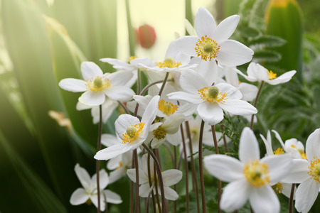 White anemones flowers in soft sunlight of dawn. Shallow focus.の写真素材