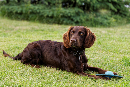 Dog lies on green grass and keeps his front paws toy. Shallow focus.の写真素材