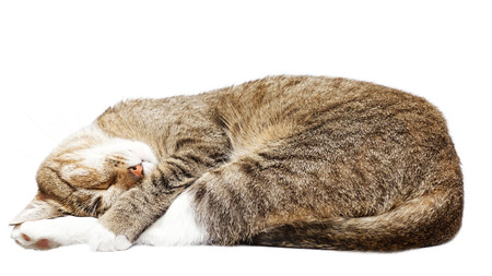 Young short hair cat sleeping with his head on his paws. Isolated on white background.の写真素材