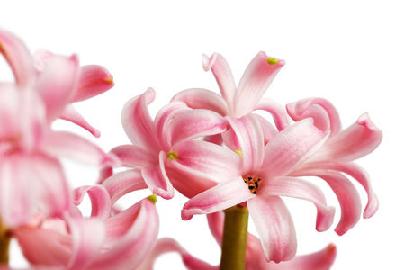 Closeup delicate pink Hyacinth flower isolated on white backgroundの写真素材