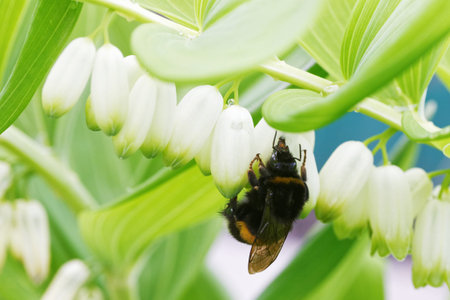 Closeup bumblebee gathers nectar from flowers