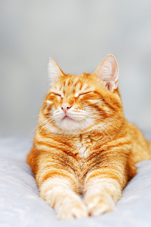 A ginger cat lays on the bed and sleeps with closed eyes and pulling out the front paws. Shallow focus and grey blurred background.の写真素材