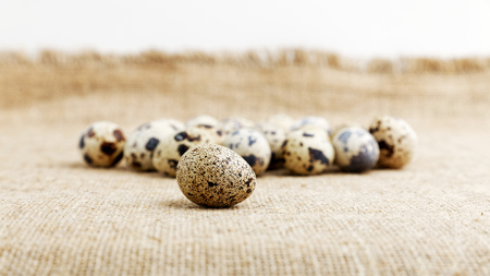 Small spotted quail eggs on rustic sackcloth. Shallow focus.の写真素材