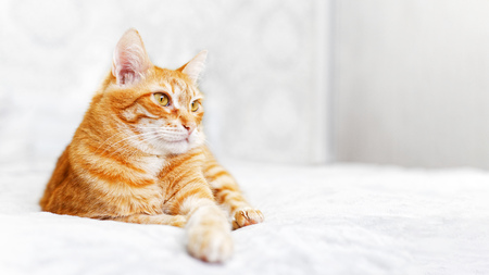 Closeup portrait of ginger cat lying on a bed and looking away against blurred background. Shallow focus. Copyspace.の写真素材