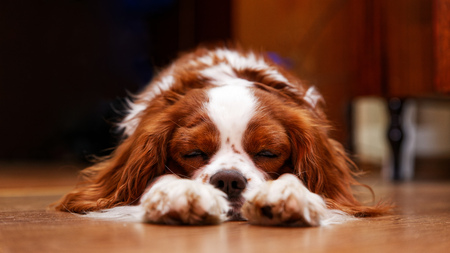 Dog King Charles Spaniel lying on the floor napping with closed eyes and pulling out the front paws. Shallow focus.の写真素材