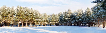 Panoramic image of coniferous forest and a snowy glade in the foreground. Winter landscape.の写真素材