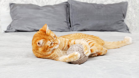 Orange cat playing with a ball of yarn lying on the bed. Shallow focus, blurred background.