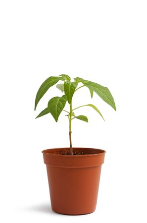 Plant in a flower pot on white table against white background. Small hot pepper seedlings.の写真素材