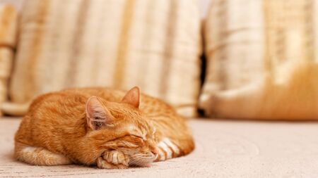 Red cat lying on the couch and sleeping. Shallow focus. Copyspace.の写真素材