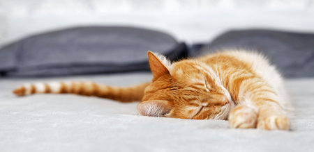 Portrait of red cat lying on the bed and sleep. Shallow focus.