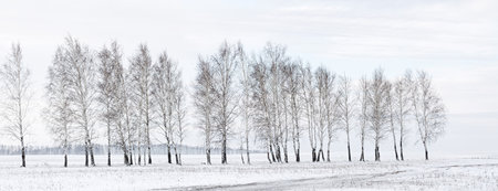 Winter landscape. A row of bare trees among a snowy field.の写真素材
