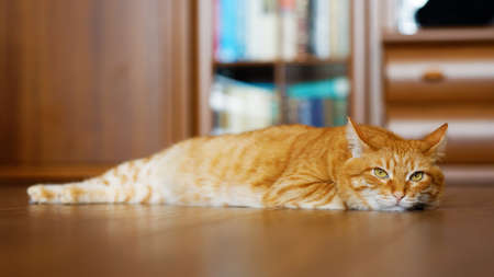 Closeup portrait of a red cat lying on a wooden floor and looking straight into the camera on a blurred background. Shallow focus.の写真素材