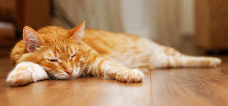 Closeup portrait of a red cat lying and doze on a wooden floor against blurred background. Shallow focus.の写真素材