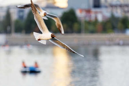 Seagulls flying over the river next to the shore. Shallow focus.の写真素材