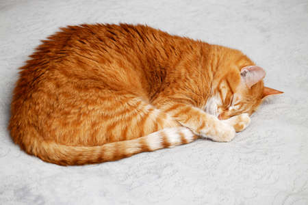 Closeup red ginger cat sleeping on a bedの写真素材