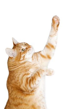 Closeup view of ginger cat pulls up his paw and look up. Isolated on white background.の写真素材