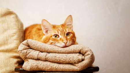Red cat lies on a folded towel. Shallow focus. copyspace.の写真素材