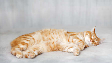 Ginger cat lying on the bed and sleep. Shallow focus. copyspace.の写真素材