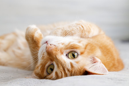 Closeup portrait of ginger cat lying on the bed. Shallow focus.の写真素材
