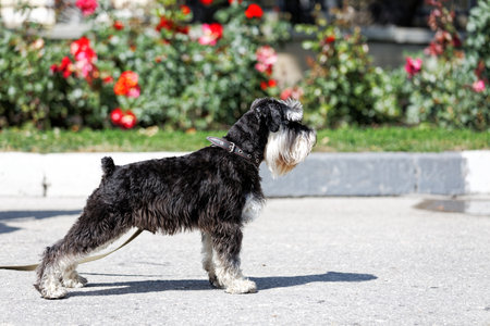 Black dog Zwergschnauzer with a black collar with flowers and bushes on a blurry backgroundの写真素材