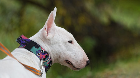 Closeup portrait of mini bull terrier against blurred background. Copyspace.の写真素材
