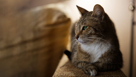 An adult cat lies on the couch and looks aside. Shallow focus. Copyspace.