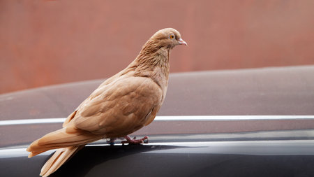 Closeup portrait of ginger pigeon against blurred backgroundの写真素材