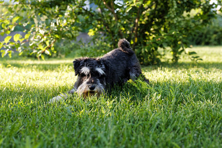 Black with white spots dog Zwergschnauzer plays on green grass on a sunny day. Shallow focus.の写真素材