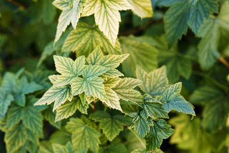 Closeup leaves of current. Shallow focus. Nature background.の写真素材