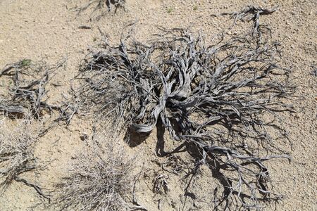 Mesquite plant, Death Valleyの写真素材
