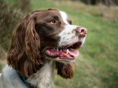 Cocker Spanielの写真素材