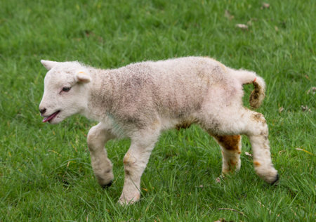 Spring Lambの写真素材