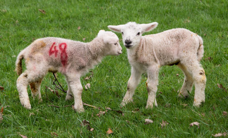 Spring Lambsの写真素材