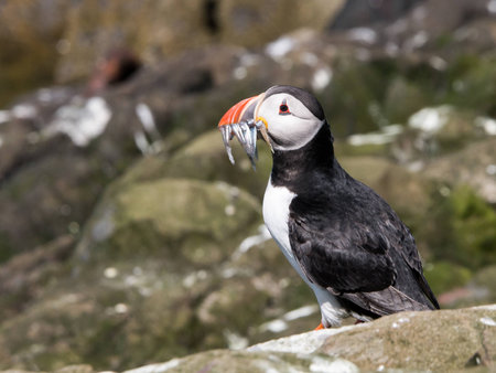 Farne Island Puffinsの写真素材