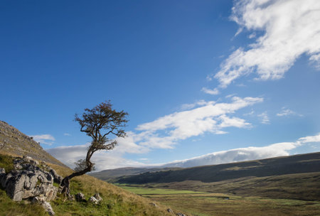 Windswept tree on a hillside in the Yorkshire Dales.の写真素材