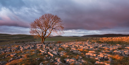 Lone tree above Malham Cove, Yorkshire Dalesの写真素材