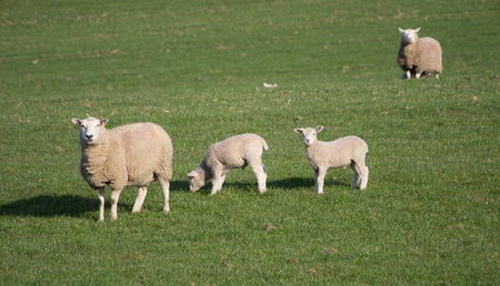 Cute Spring Lambs, Holmfirth, West Yorkshireの写真素材