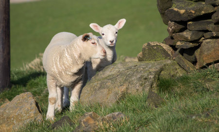 Cute Spring Lambs, Holmfirth, West Yorkshireの写真素材