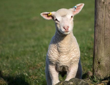 Cute Spring Lambs, Holmfirth, West Yorkshireの写真素材