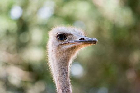 A portrait of a full-grown ostrich on a blurred backgroundの写真素材