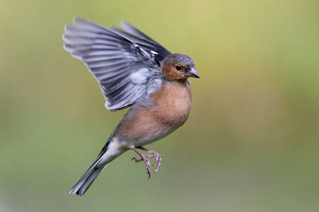 Chaffinchの写真素材